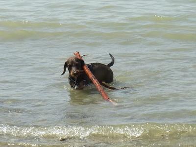 basti bodensee wasser